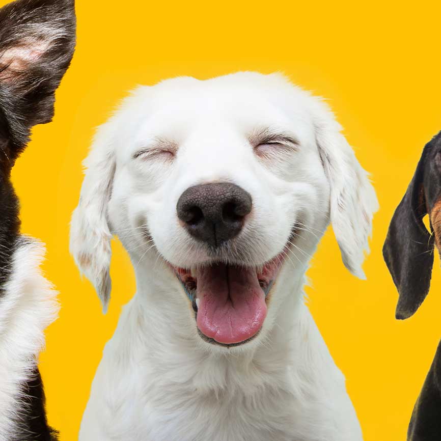 A smiling labrador pup