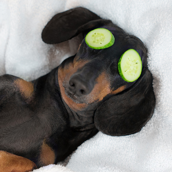 dachshund with cucumber slices over their eyes laying on a white towel, reminiscent of a spa setting